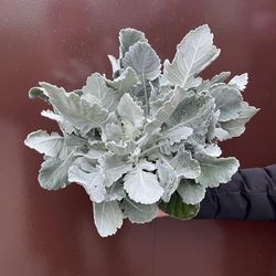 6” dusty miller 