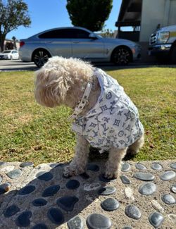 New LV dog wind breaker