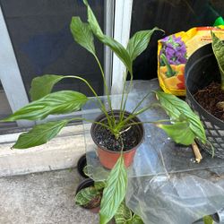 Peace Lily 