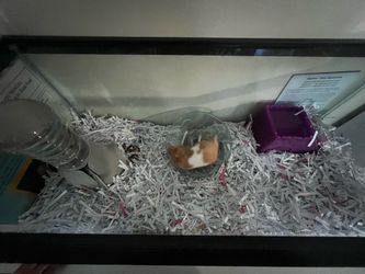 Hamster + Supplies/Cage + Food