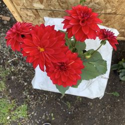 Outdoor Plant  is Dahlia 