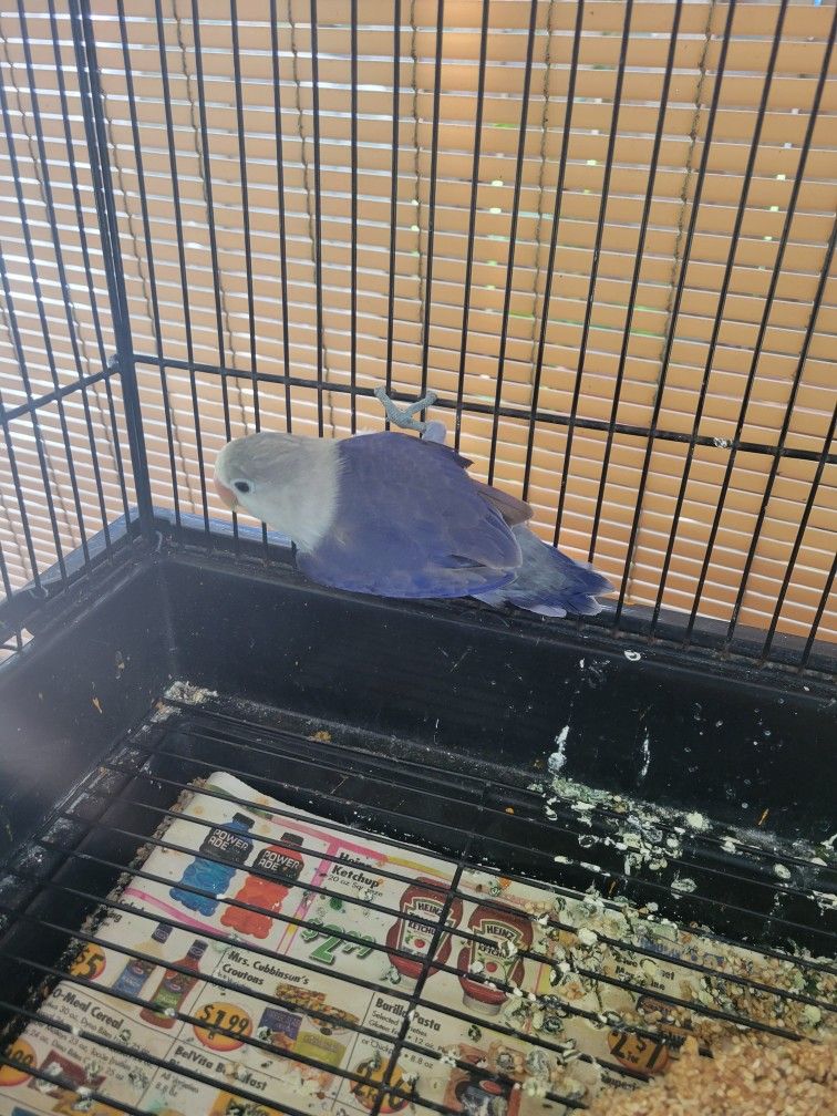 Bird Cage