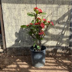 Crown Of Christ Red