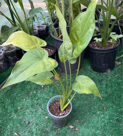 Buddhas Hand Alocasia