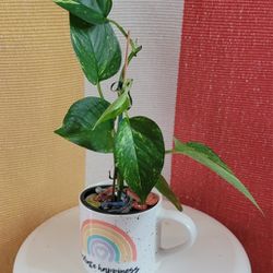 Coffee Cup-Radiate Happiness With Live PHOTOS Plant $5. Pick-up In Aurora. 