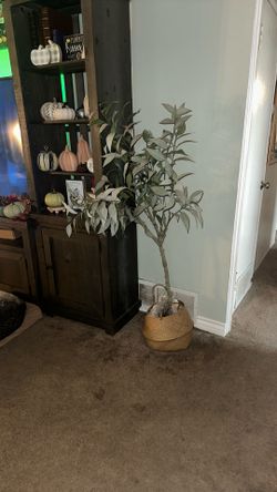 Olive Tree With Basket 