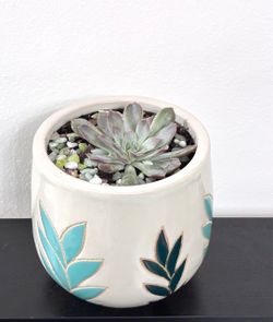 Succulent plant for sale 🪴