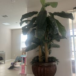 9 Feet Banana Tree With Gorgeous Vase