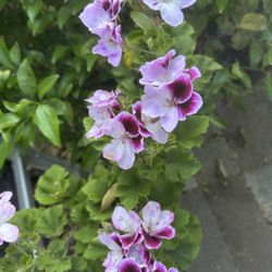 Geraniums, cranesbills Flower Plant In 5 Gallon Pot