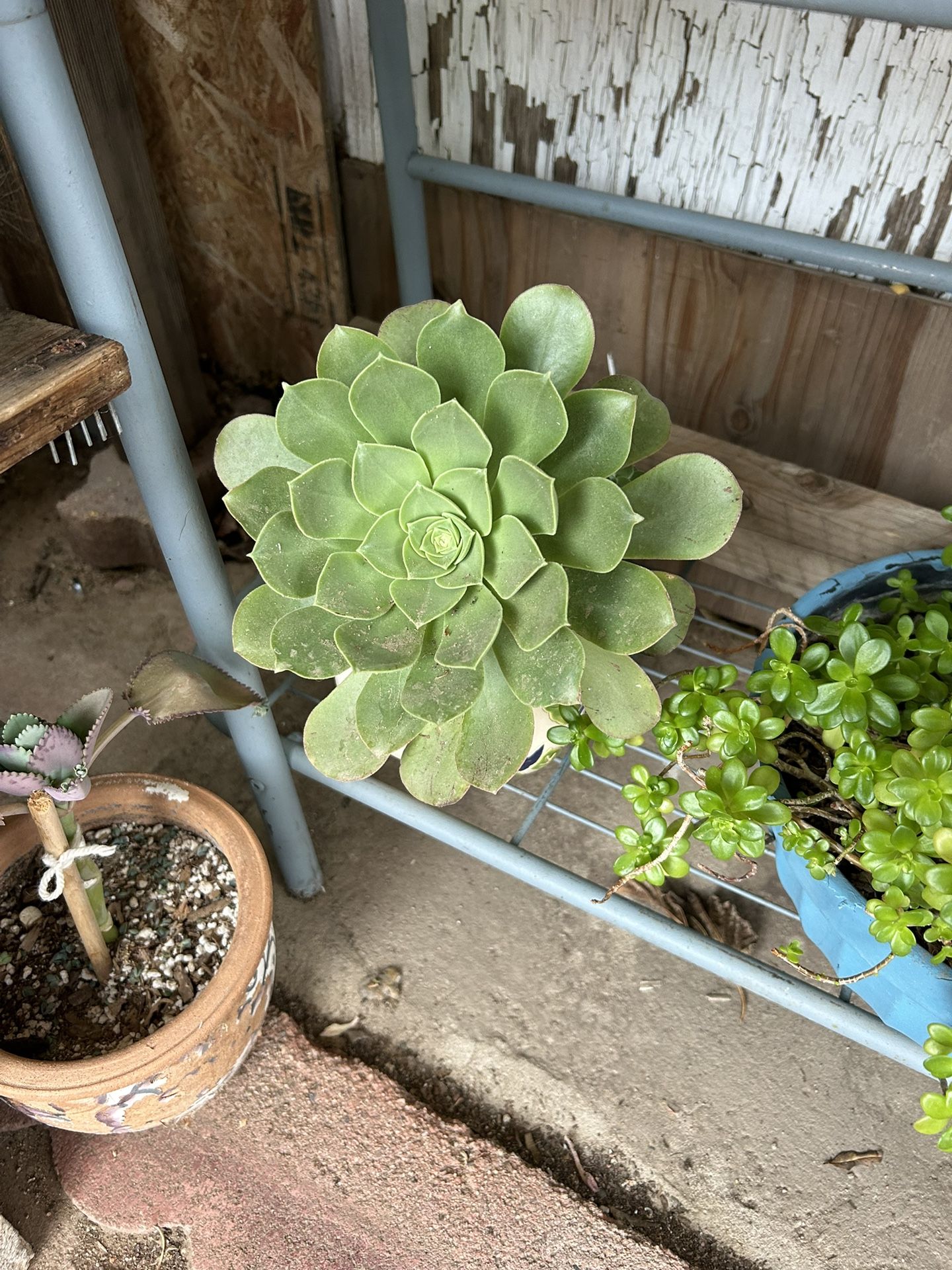 Succulent