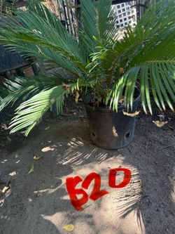 Plants for sale/ plantas de venta