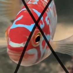 Ivanacara bimaculata For Sale 