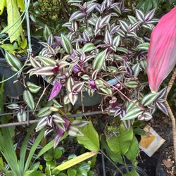 Wandering Jew Plant 