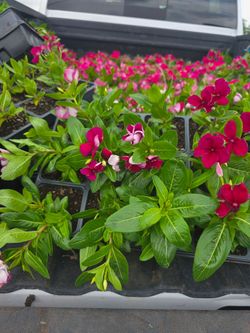 Teresitas plantas 1/4 plug