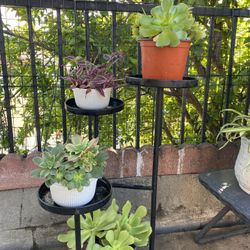 Plant 6 Dollar For Each 