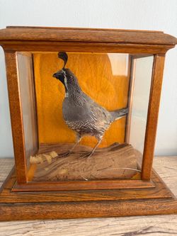 Mounted California Quail in case