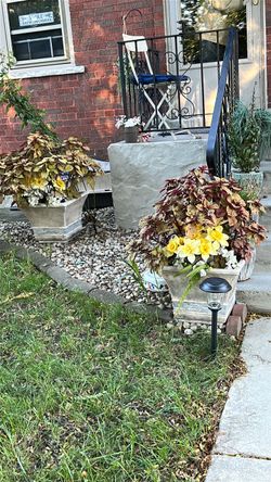 2 live  plants with pots 30 each