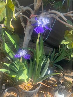 blooming Iris in 5 gallon pot