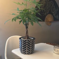Plant Pot / Vase PLANT NOT INCLUDED