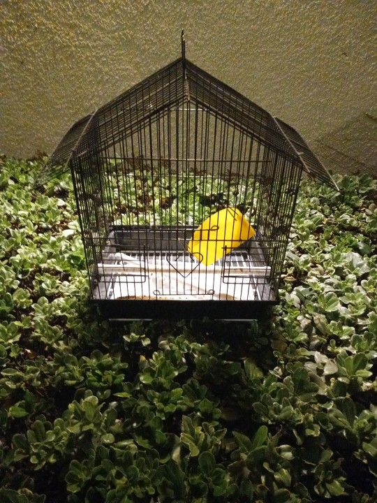 Bird Cage Small Size