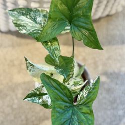 Albo Syngonium In Ceramic Pot