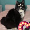 Meli