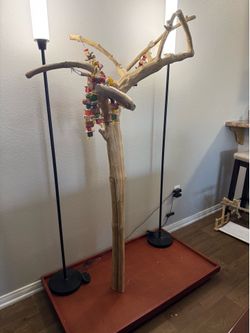 Coffeewood Bird Tree