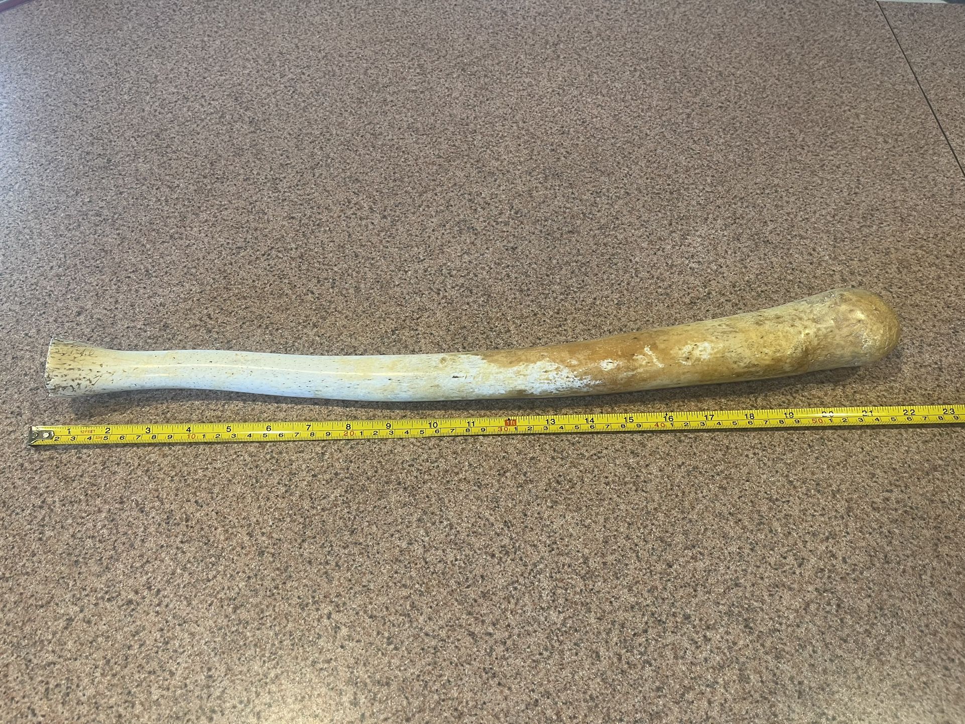 Walrus Baculum/Oosik (Fossilized Bone) 22” Long