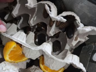 Dubia Roaches