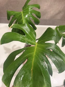 Monstera deliciosa tropical plant
