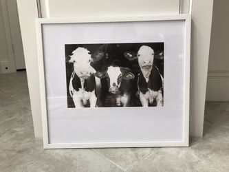 Framed cow photo