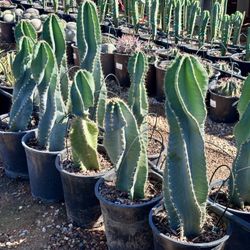 Mexican Fencepost & Organ Pipe Cactus