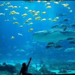 Georgia aquarium Tickets 