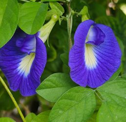 Butterfly Pea Flower Vine Plant