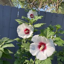White Rose Of Sharon Plant
