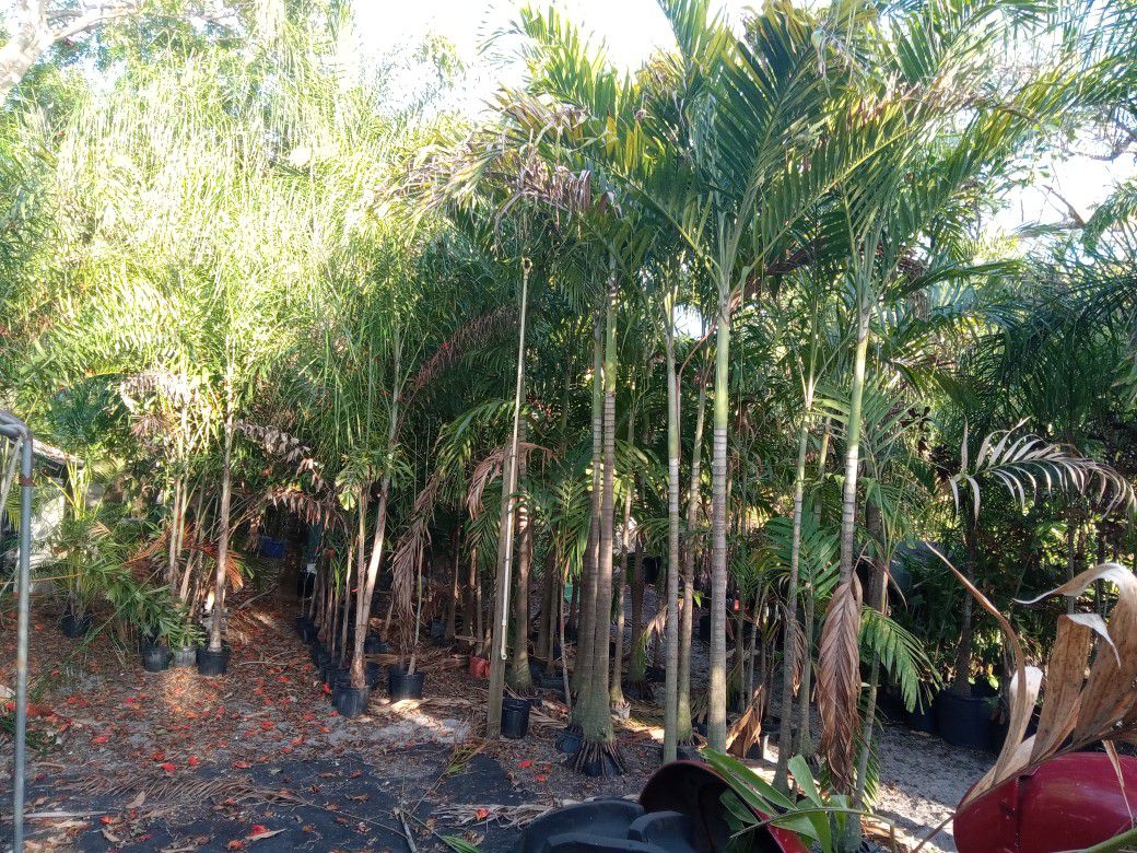 Xmas And Foxtail  Palms For Sale. About 200 Or More. Give Me A Price  For All