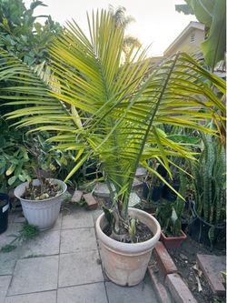 Mature majestic palm
