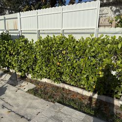 Plantas las vendo pk las necesito sacar