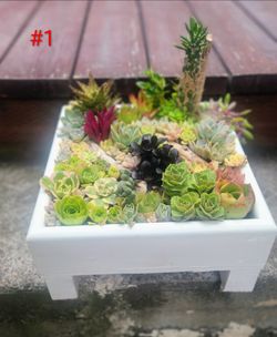 Succulents arrangement