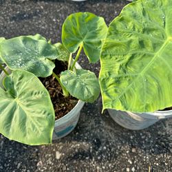 Elephant ear plants