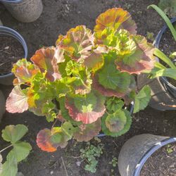 Geraniums Plants For Sale 