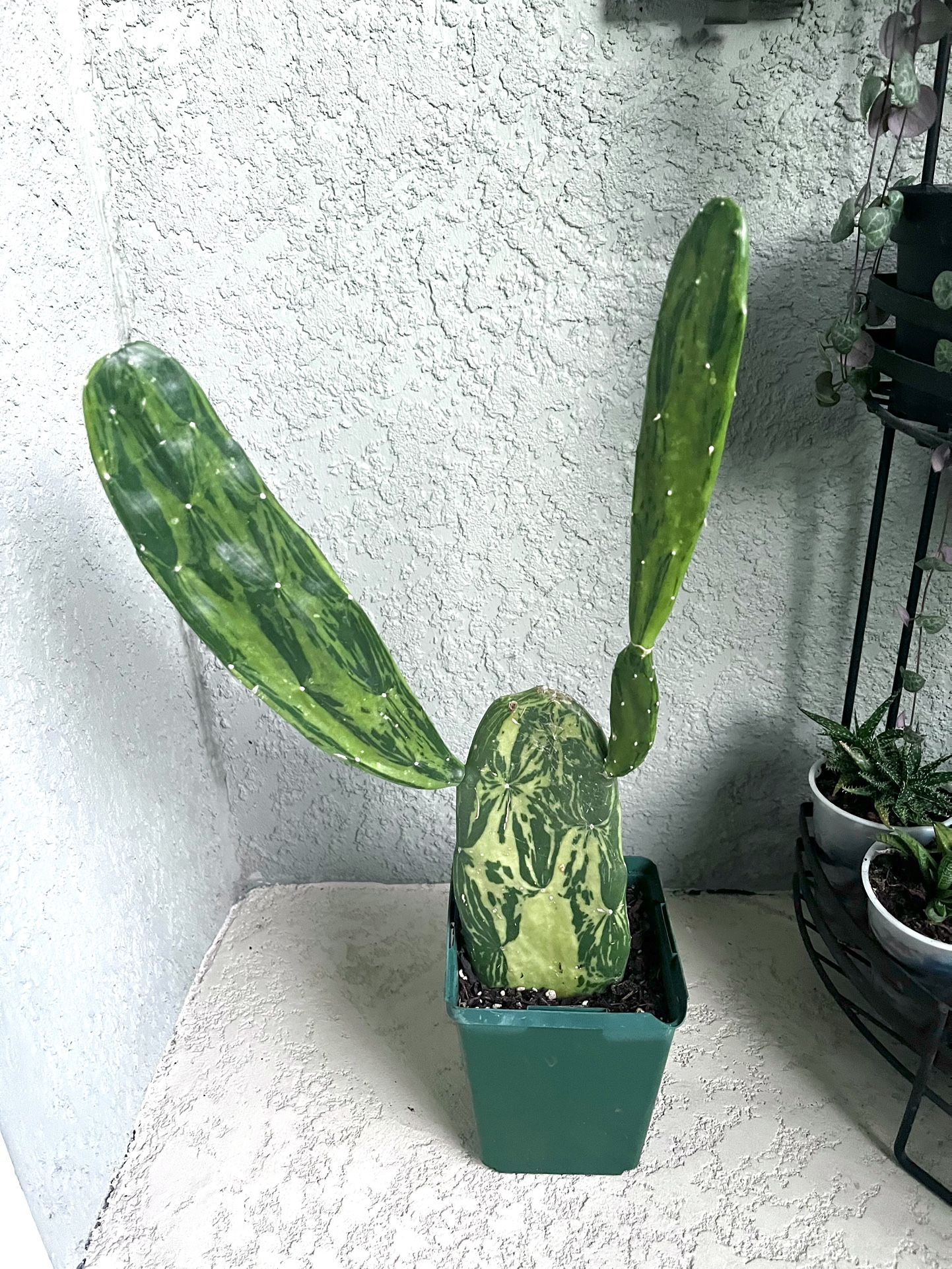 Variegated Opuntia Prickly Pear Plant