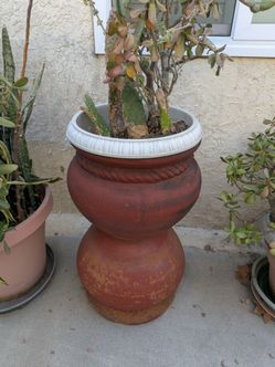 Cacti in ceramic pot