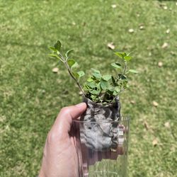 Free Rooted Oregano Plant 