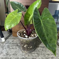 Alocasia 