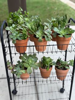 Succulents