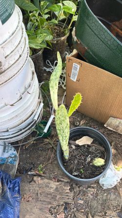 Cactus
