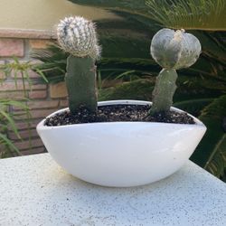 Grafted Cactus (i)/succulents In Pot