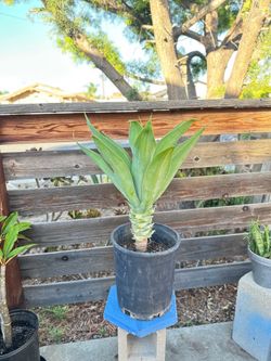Foxtail Agave