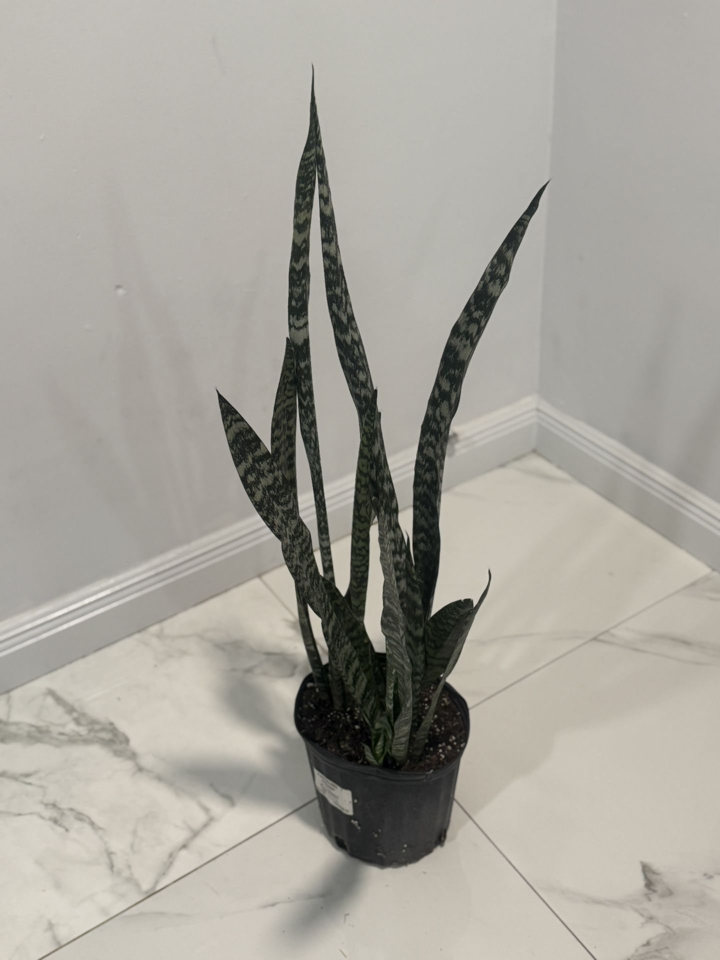 Plants